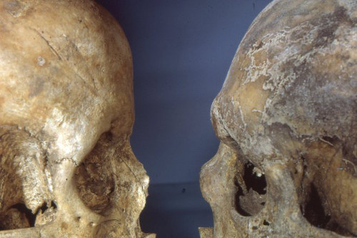 Archaeological skulls featuring typically male and female traits, c.1970. 