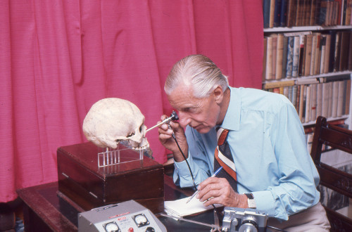 Calvin Wells examining a human skull in his office
