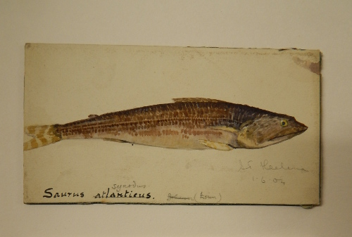 Cuthbertson drawing of an Atlantic lizardfish. Copyright the National Museums Scotland Library.